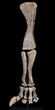 Mounted Diplodocus Front Leg - Awesome Display #35167-1